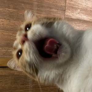 Meet your Posher, Dawson